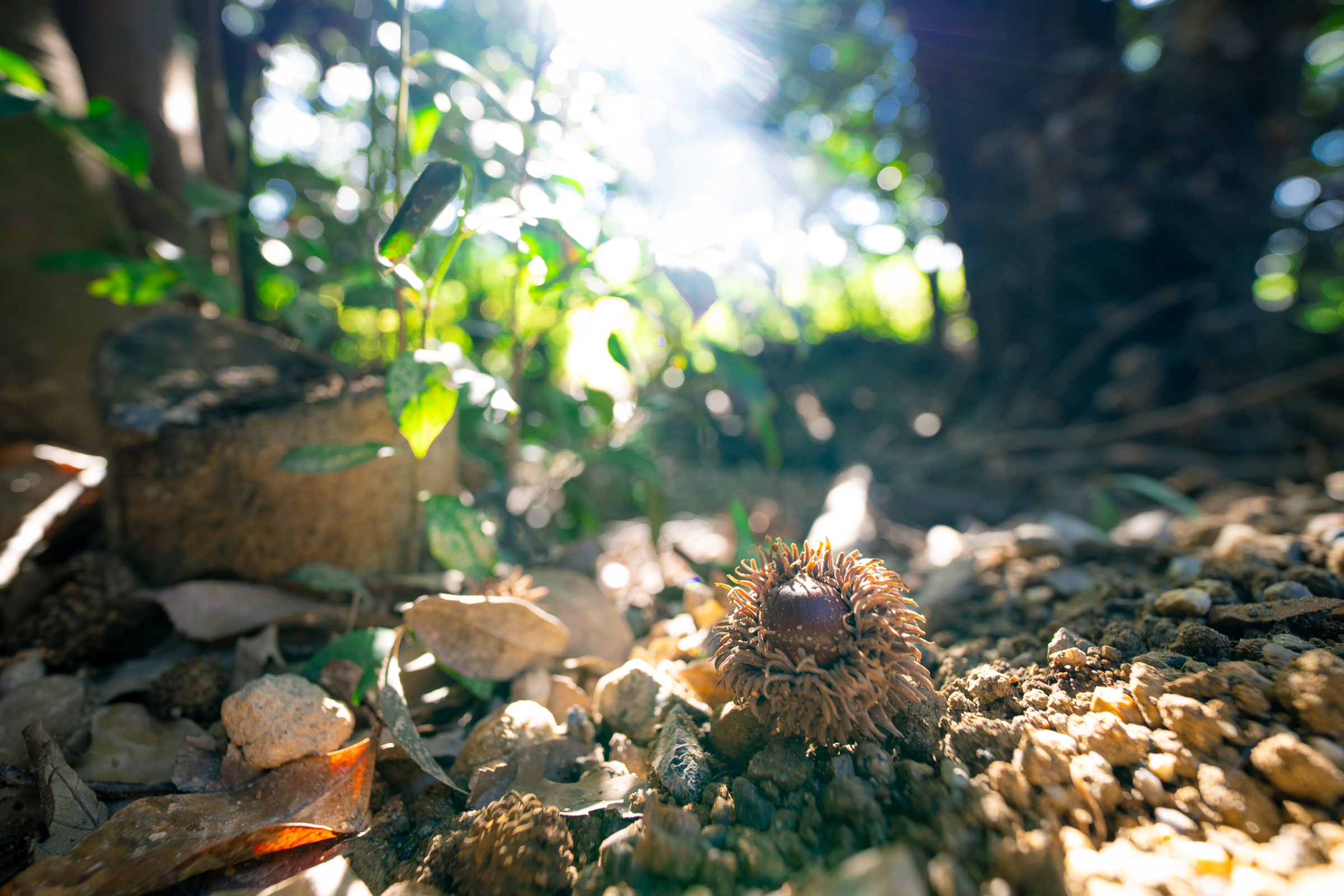 ライフスタイル